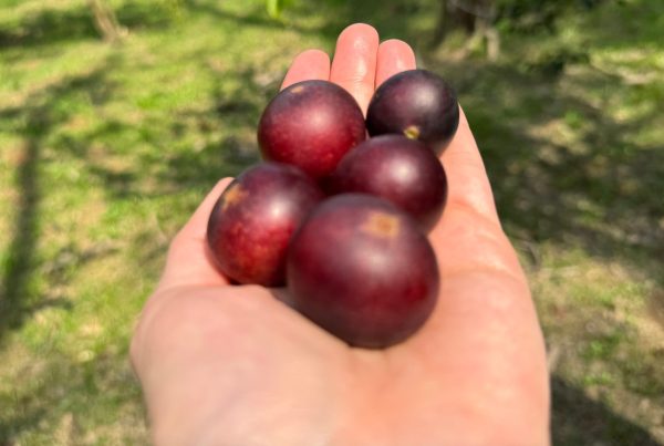 Camu-Camu-superfrutos.