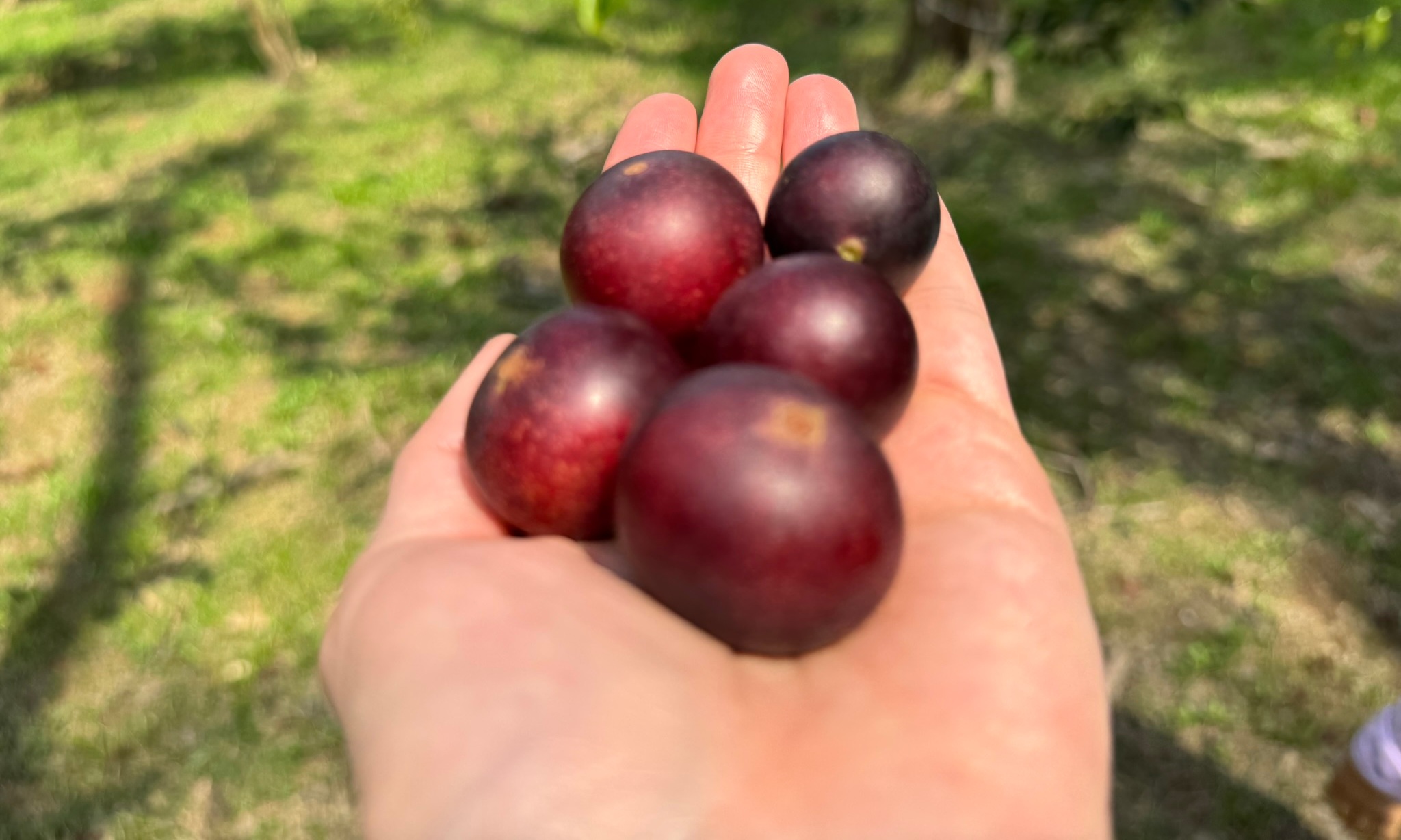 Camu-Camu-superfrutos.